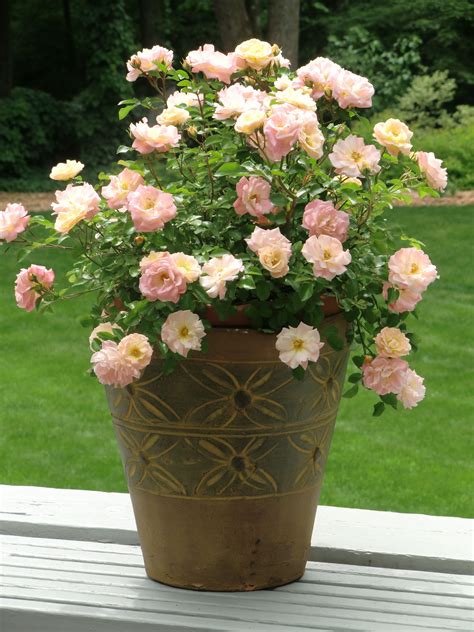 Drift Roses In Containers