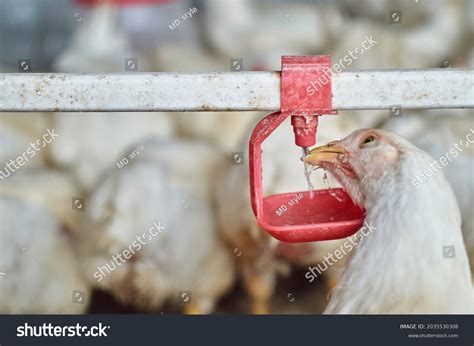 Drinking Chicken Stock