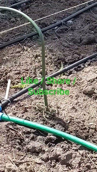 Drip Garden Overview