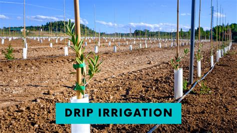 Drip Irrigation Definition With Example