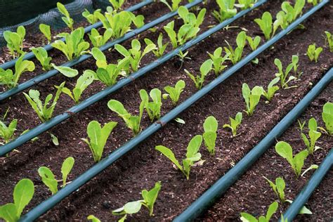 Drip Irrigation For Garden Rows