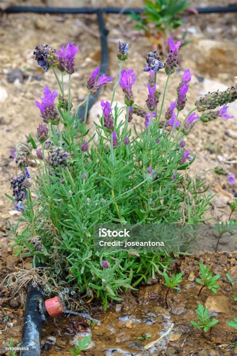 Drip Irrigation For Lavender