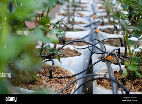 Drip Irrigation System For Nursery