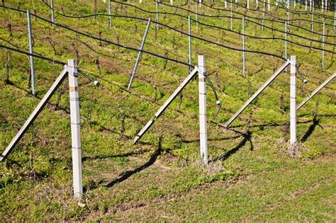 Drip Irrigation System Vineyard