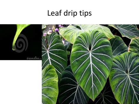 Drip Tip Leaves Function