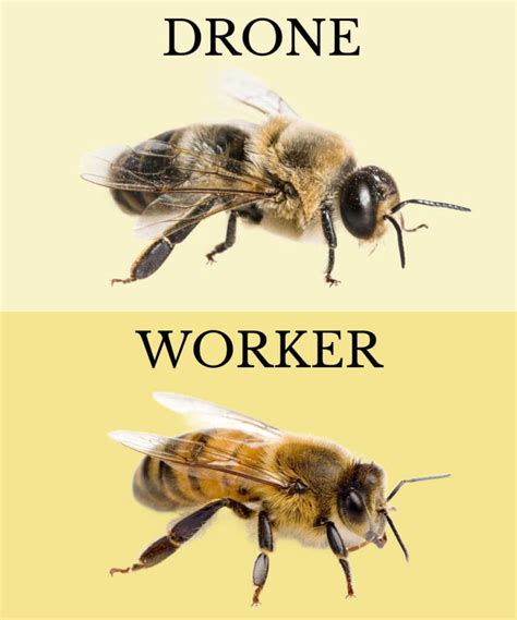 Drones And Worker Bees