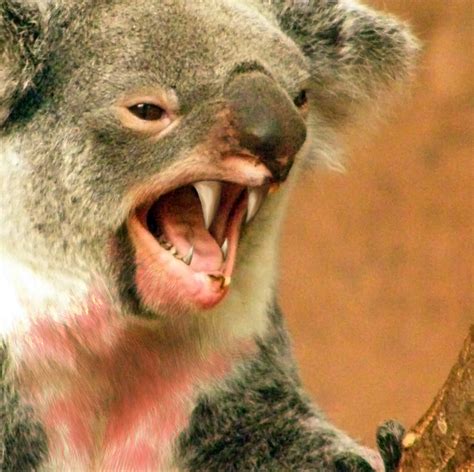 Drop Bear Attack