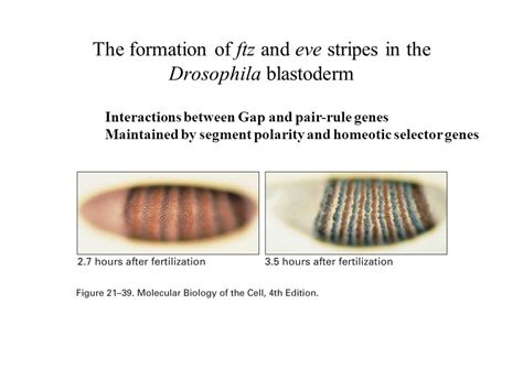 Drosophila Blast