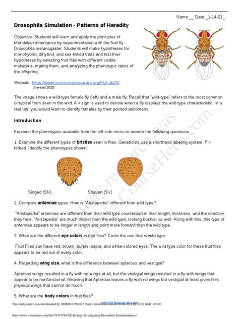 Drosophila Simulation - Patterns Of Heredity Key