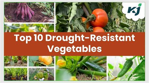 10 Drought Resistant Vegetables for a Water Conscious Garden Food