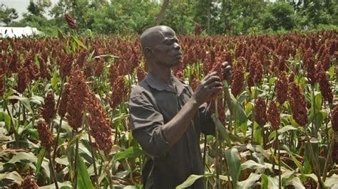 drought tolerant crops in kenya