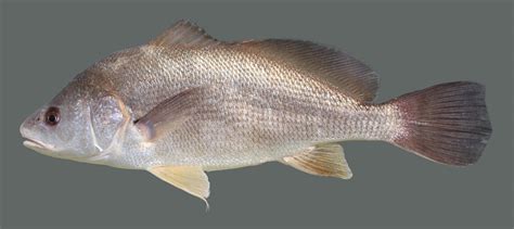 Drum Fish Images