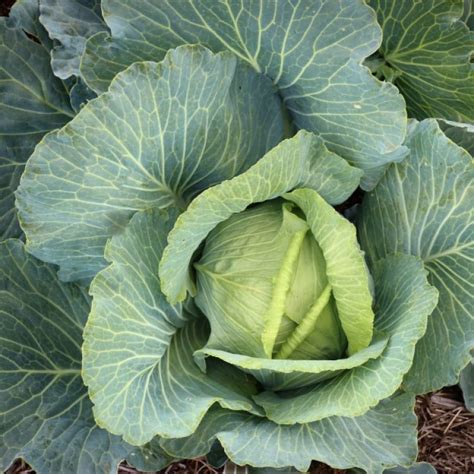 Drumhead Cabbage Wiki