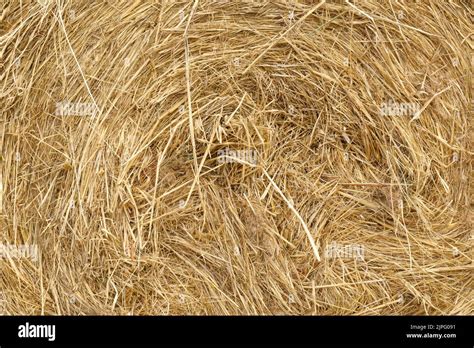 Dry Grass Straw