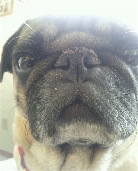 dry pug nose