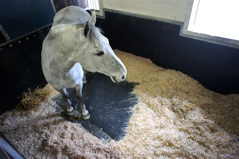 Dry Stall Horse Bedding
