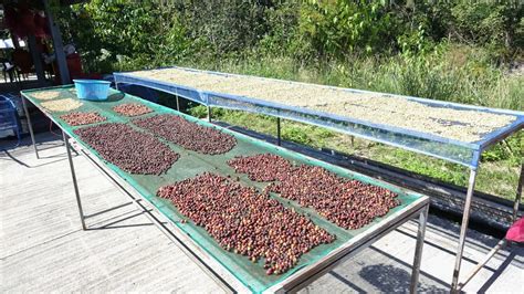 drying coffee beans