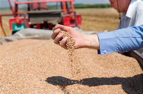 drying grain