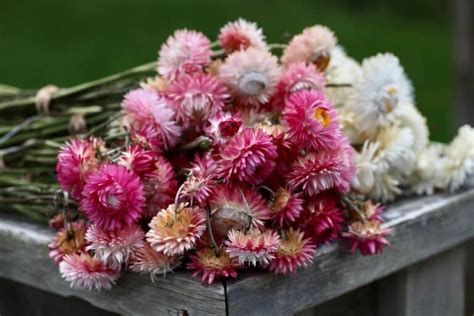 drying straw flowers
