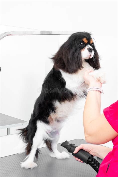 Perfect Dog Grooming Drying Techniques Guide