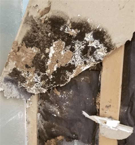 Drywall Black Mold