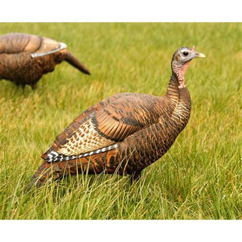 Dsd Hen Decoy