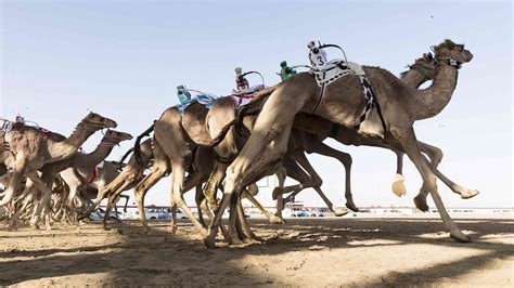 dubai camel racing robots