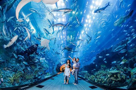 dubai mall aquarium and underwater zoo