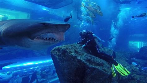 dubai mall aquarium diving