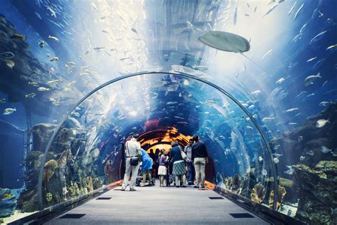 dubai mall aquarium photos