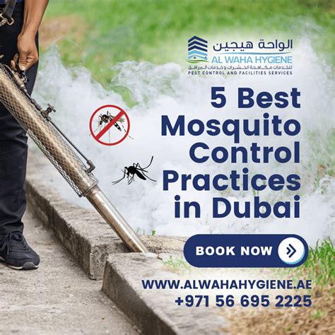 Dubai Mosquitoes