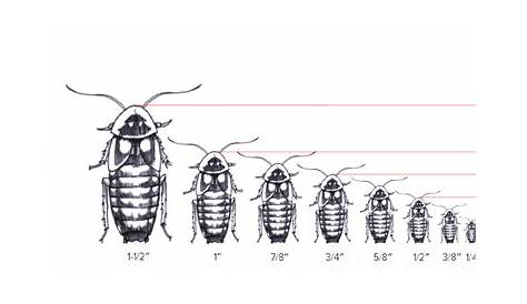 8 Steps For Starting A Dubia Roach Colony iCharts