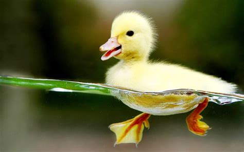 duck background