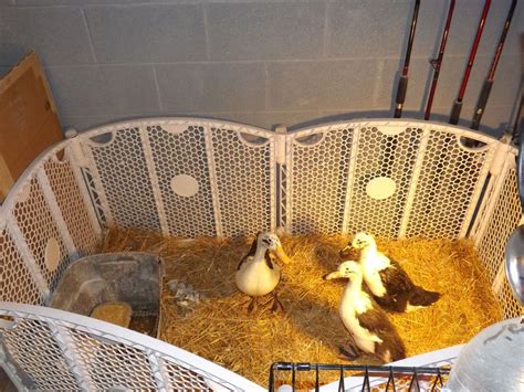 Duck Brooder Box Ideas