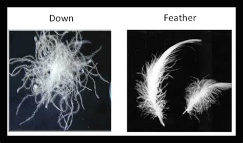 Duck Down Vs Feather
