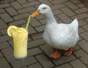 Duck Drinking Lemonade