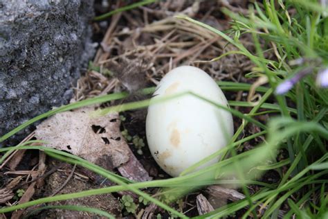Duck Egg Found In Yard