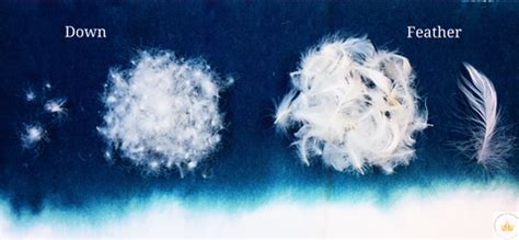 Duck Feather Vs Duck Down