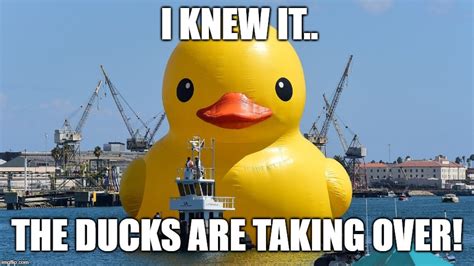 duck meme images quack