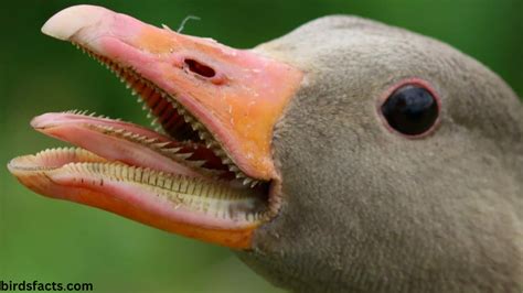 Duck Teeth