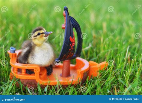 Explore Adventure Awaits: Discover the Quaint Duckling Boat Journey