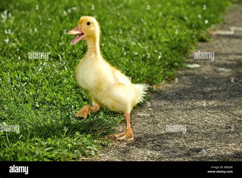 Duckling Walking