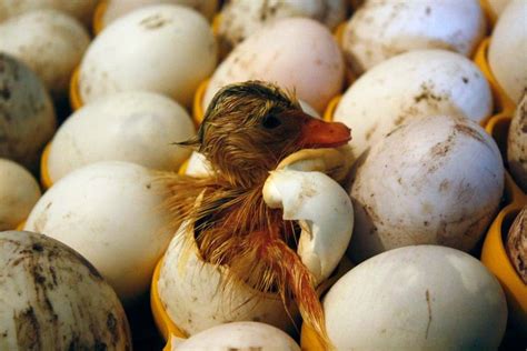 Telur bebek untuk penetasan