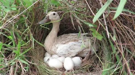 Why are my ducks NOT laying eggs? Salt in my Coffee