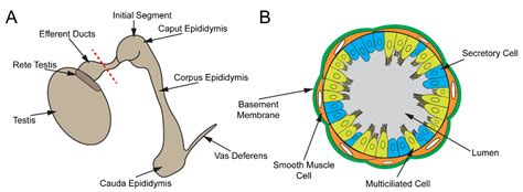 Duct Efferent Definition