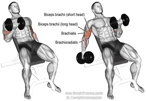 Dumbbell Arm Curl Exercises
