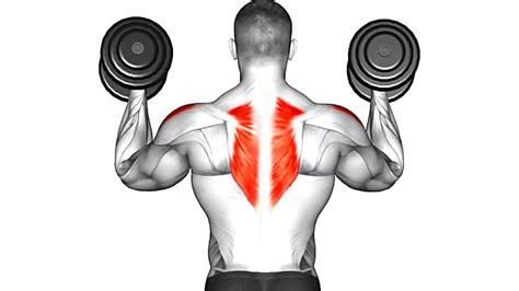 Dumbbell Effective Exercises