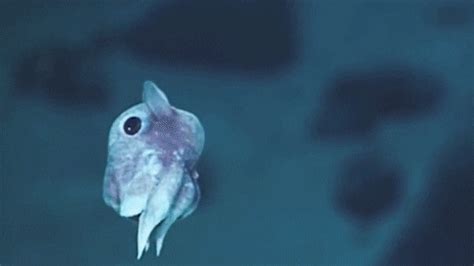 dumbo octopus gif