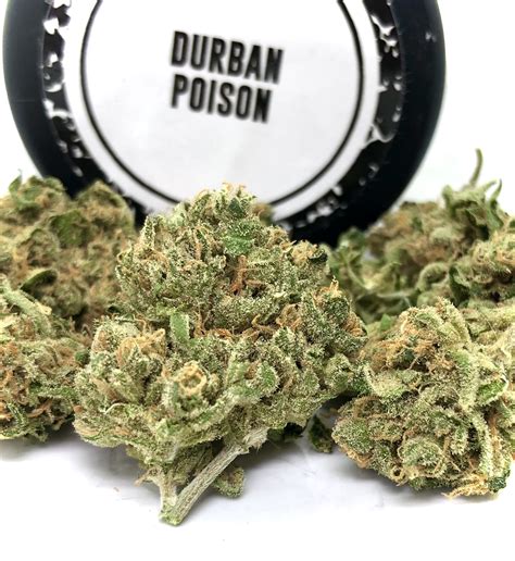 durban poison strain near me reviews