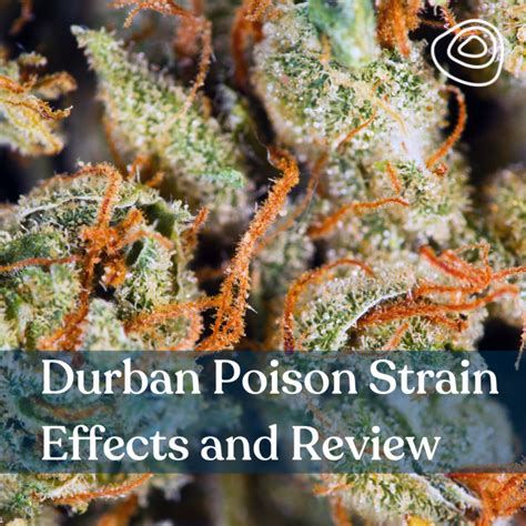 durban poison strain reviews